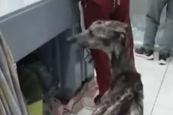 Руперто после лечения