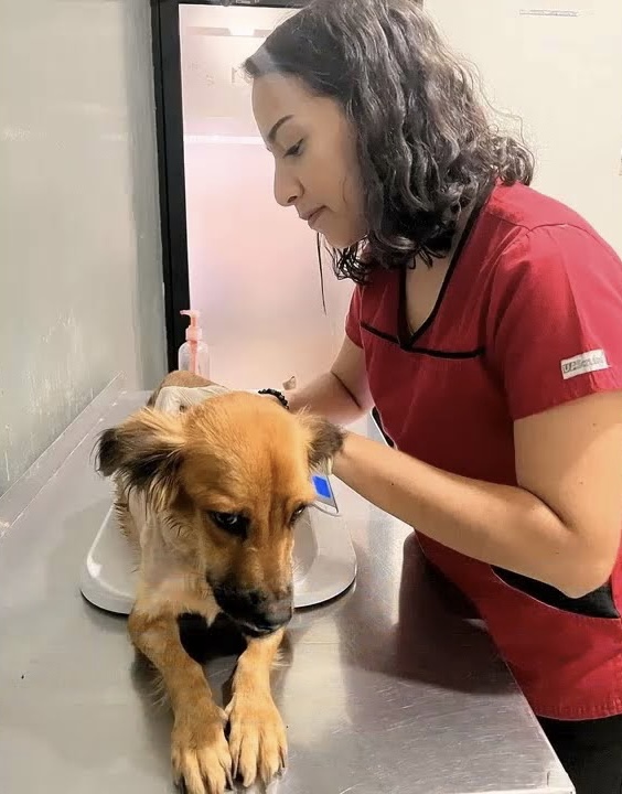 Поступове відновлення