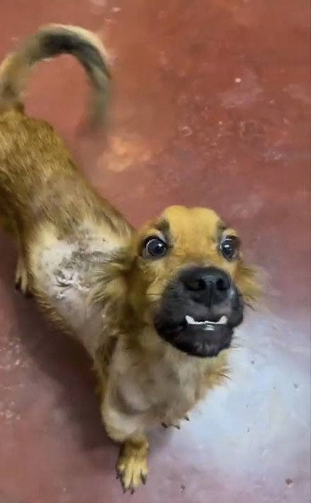 Пес після одужання