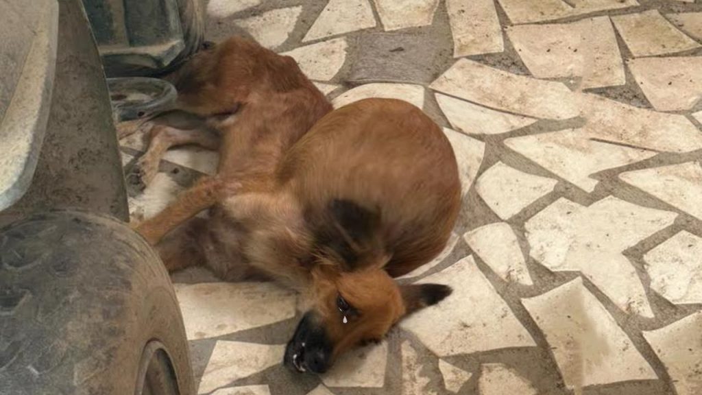 Цуценя було занадто кволе, щоб стояти