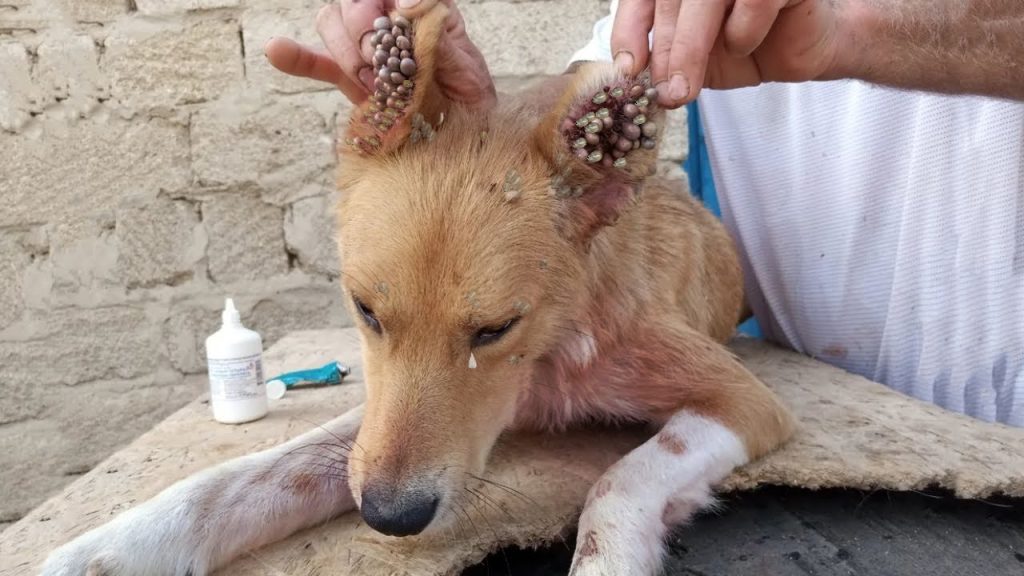 Нала дозволяє підходити