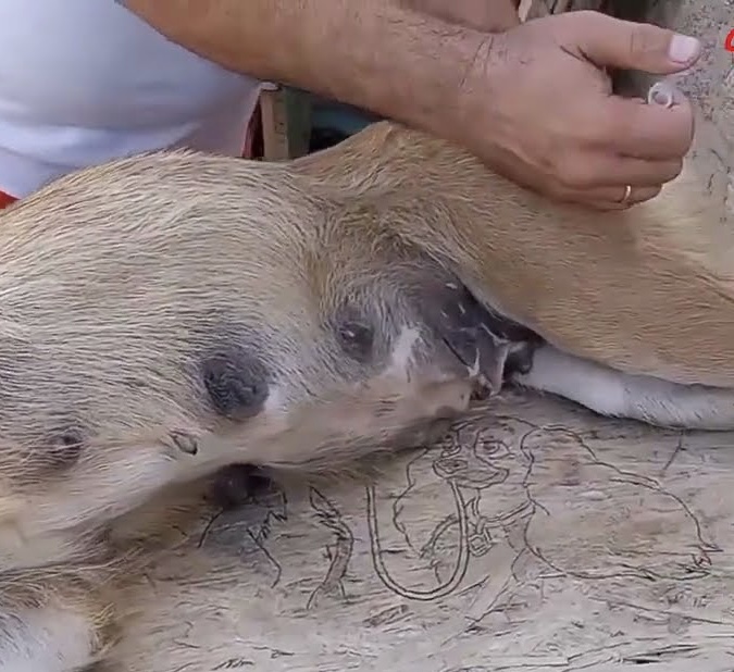 Нала на шляху одужання