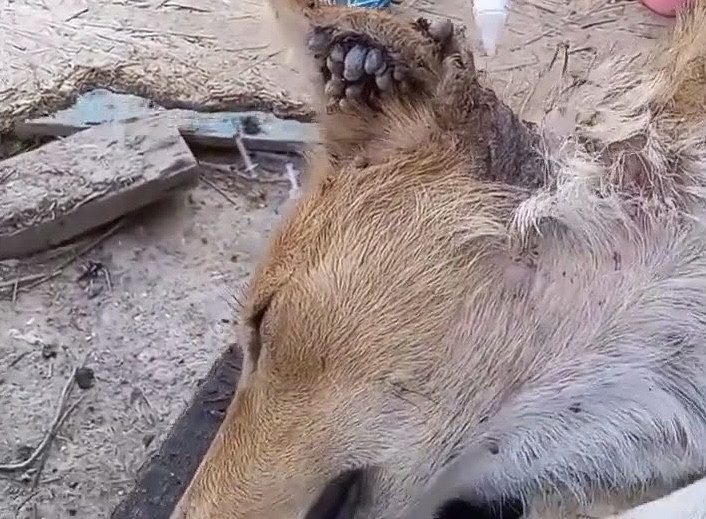 Нала у поганому стані