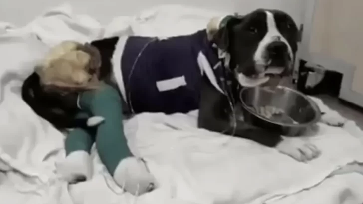 Чорний пес під час лікування