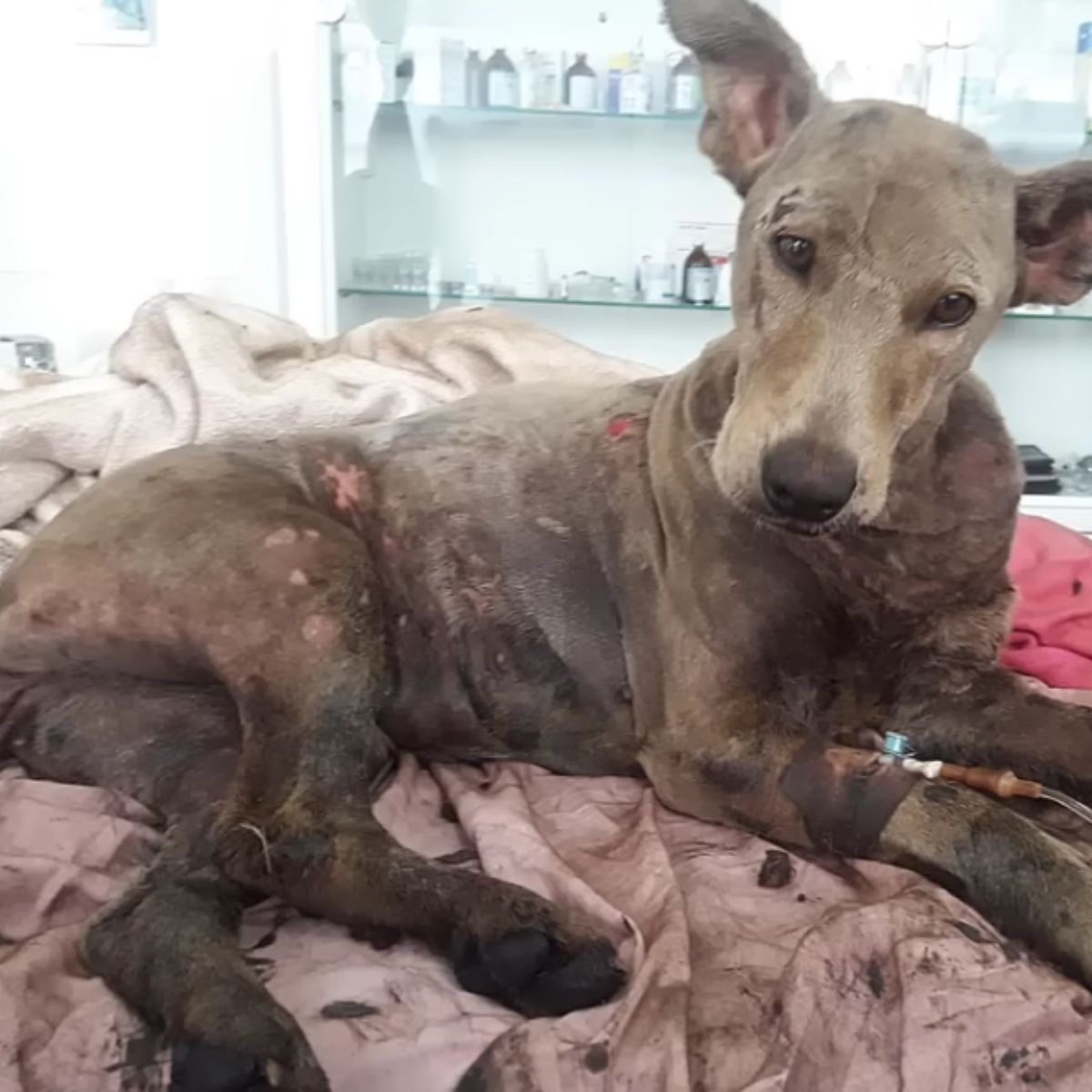 Поранена мама-собака лежить на ліжку