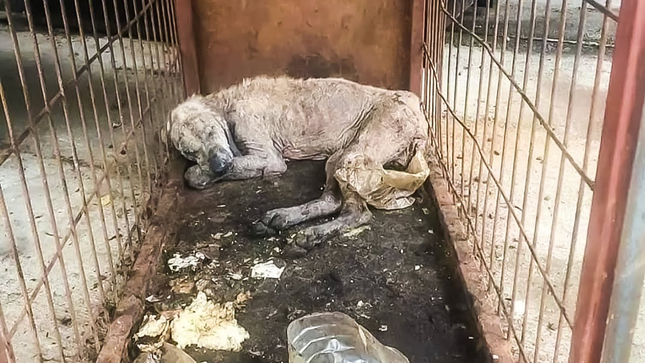 Пес під час реабілітації