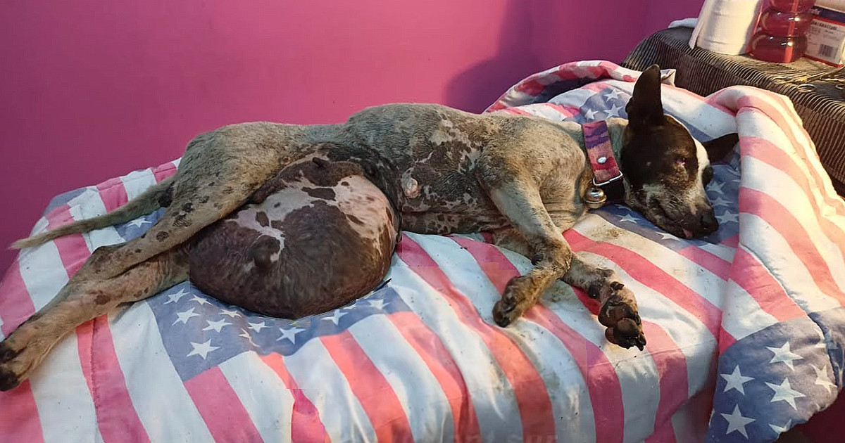 УЗД виявило цуценят