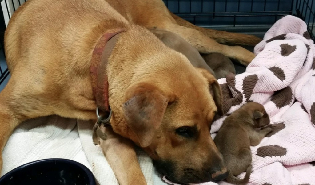 Rescuers visiting Nana