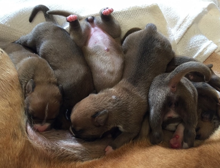 Puppies growing stronger