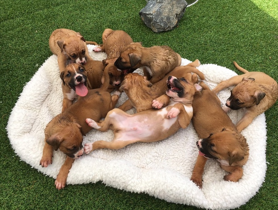 Nana cuddling with rescuers
