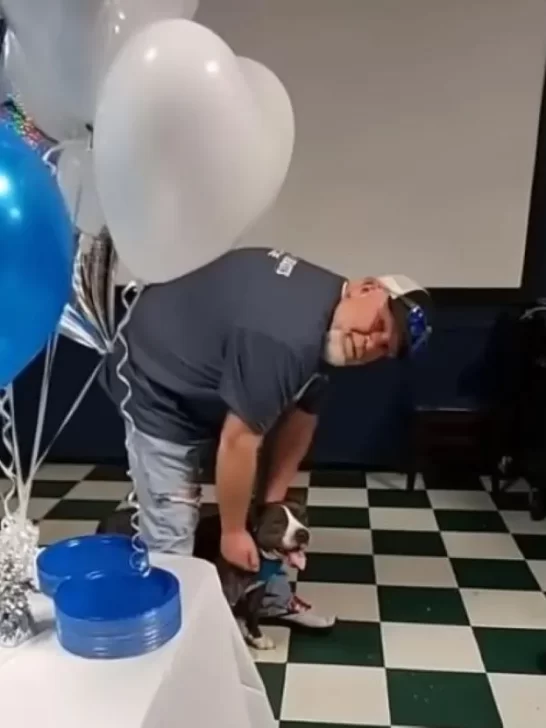 Пес із новим господарем