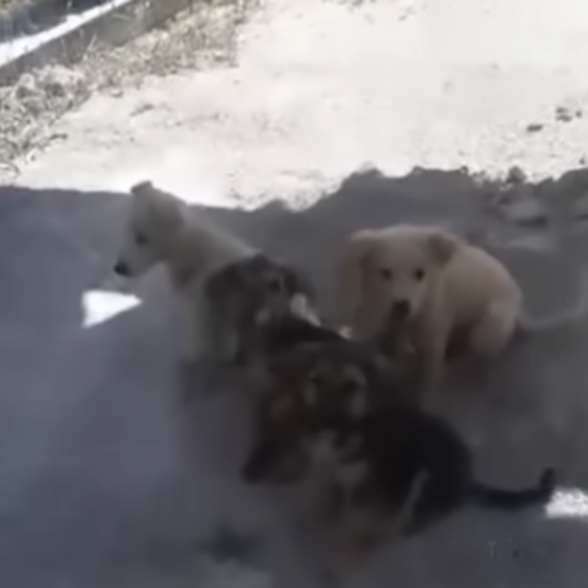 Цуценята на підлозі