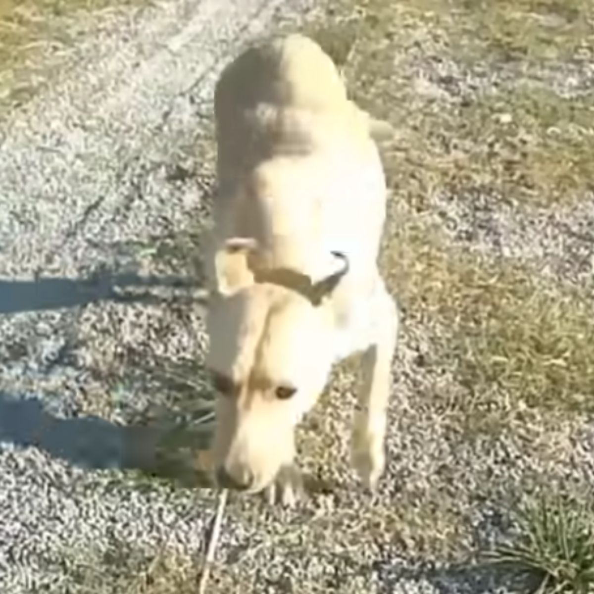 Одужала собака гуляє на вулиці