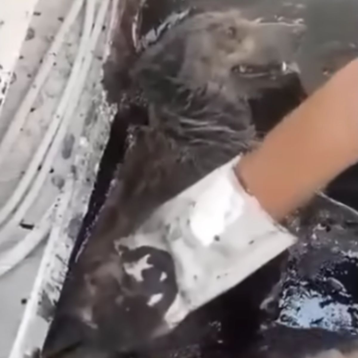 Рятівник витягує пса з асфальту