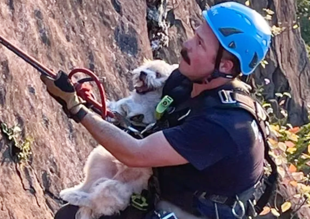 Спасённые собаки в сетчатом мешке