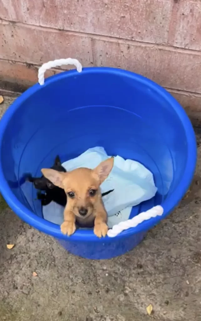 puppies in bucket