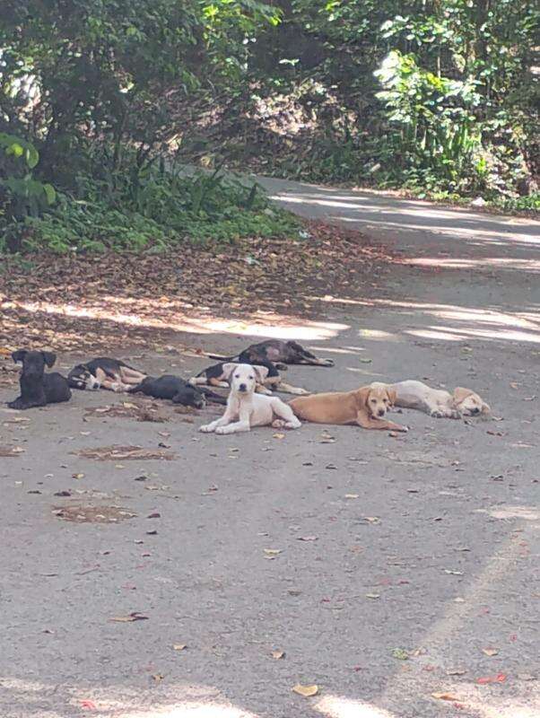 puppies
