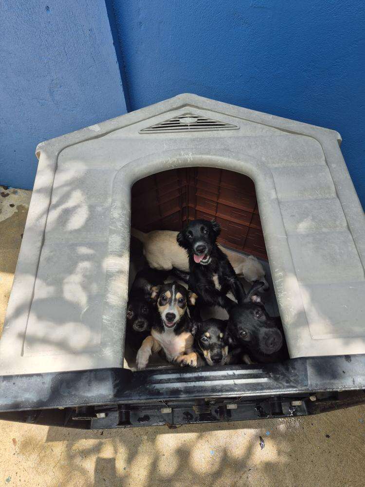 puppies