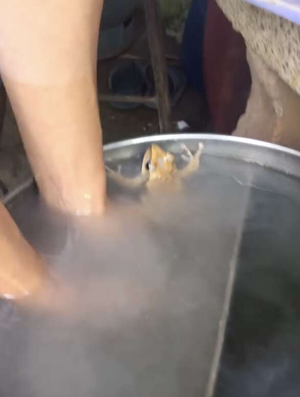 rescued frog