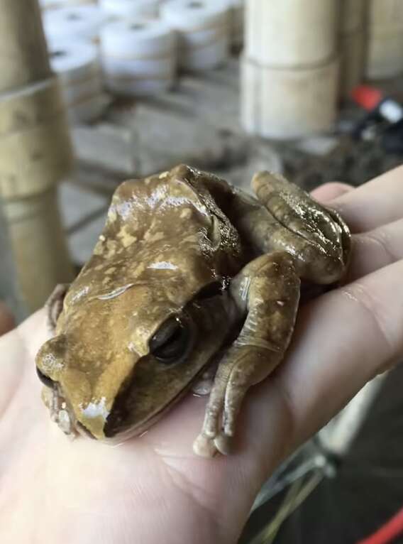 frog in bush