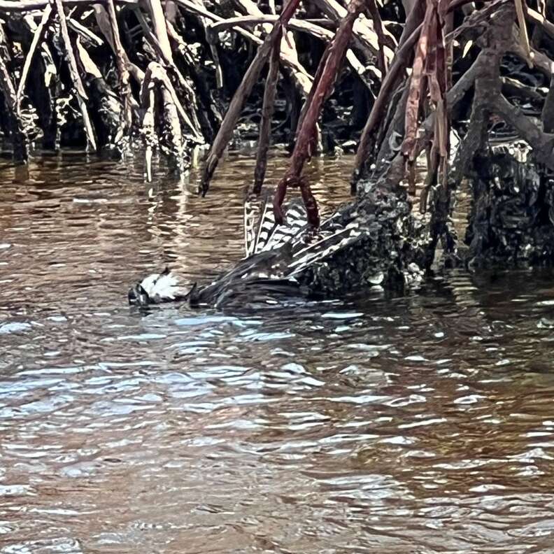Osprey entangled in fishing line