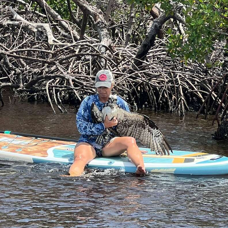 Rescuer freeing osprey