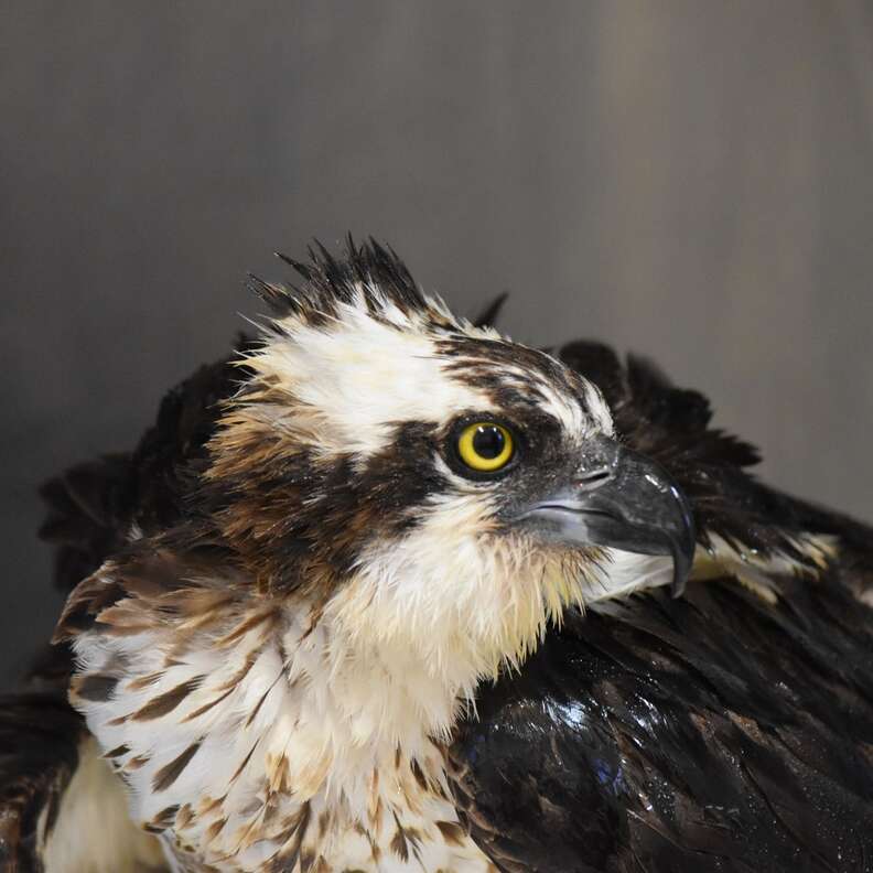Osprey recovering in clinic