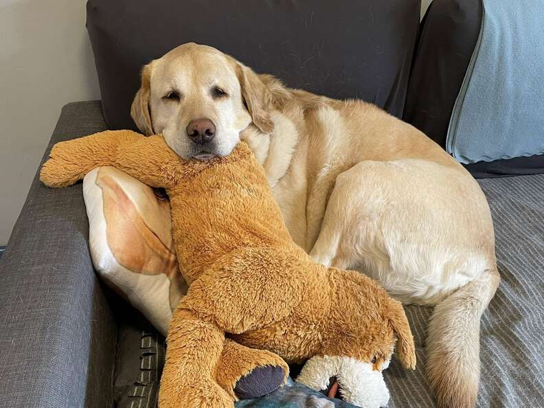 Golden retriever hugs a stuffed animal