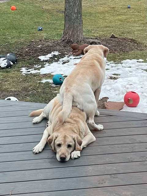 Two yellow Labradors lying together