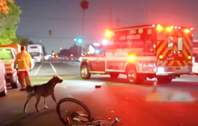 Собака біля місця події