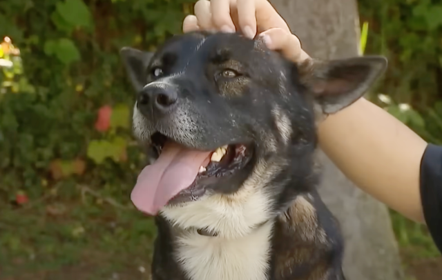 Пес у дворі