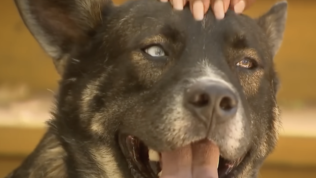 Собака після повернення