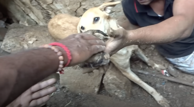 Mother and puppies reunited
