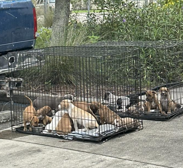 Перший огляд цуценят