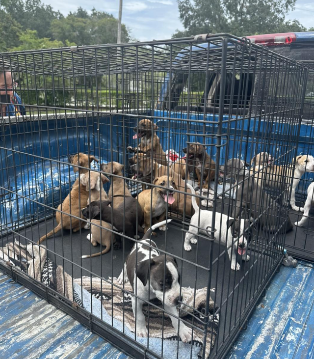 Ветеринарний огляд