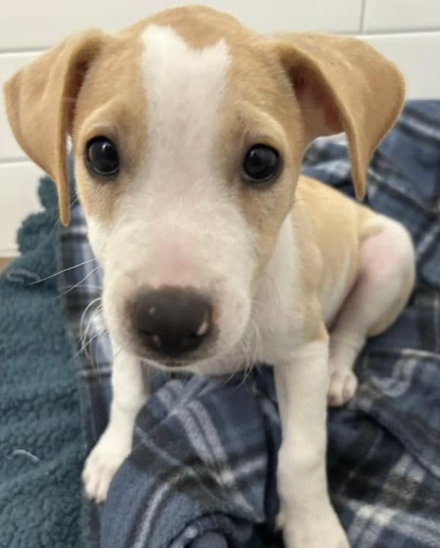 Цуценята у тимчасовому притулку