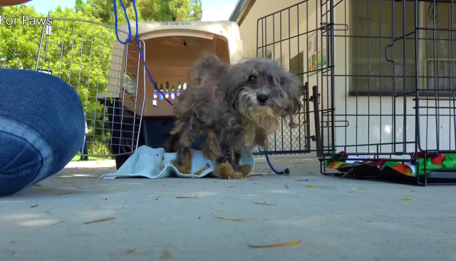 Maggie Mae rescue image