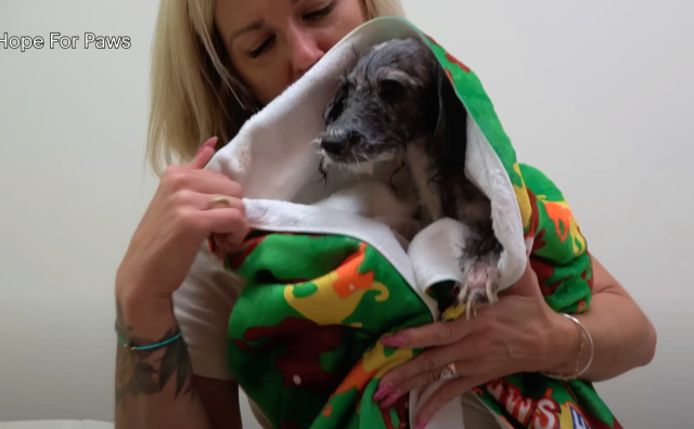 Maggie Mae resting in foster care