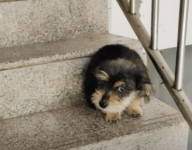 Фото цуценяти на сходах