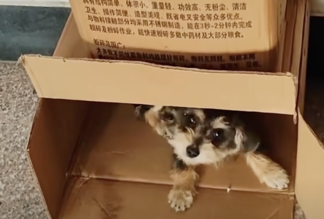 Цуценя ділиться їжею