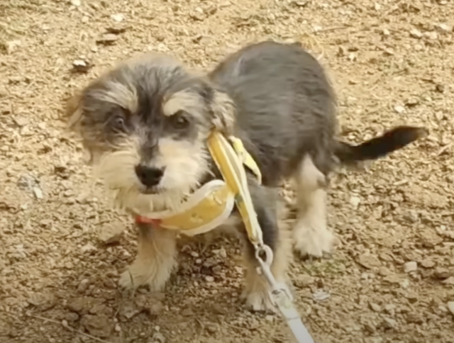 Юаньбао у новому домі