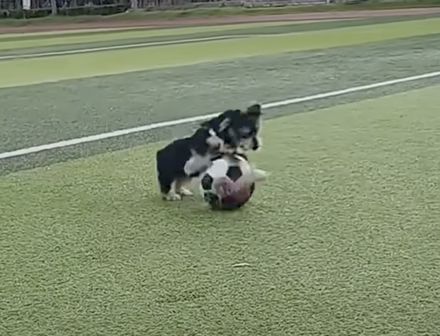 Юаньбао грається