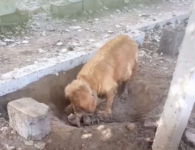 Mother dog with puppies