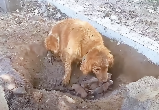 Cleaning and feeding