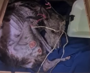 Анжела після очищення у ветеринара