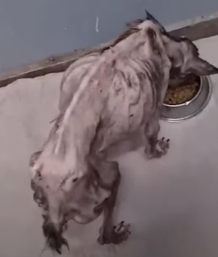 Анжела після операції, здорова і щаслива