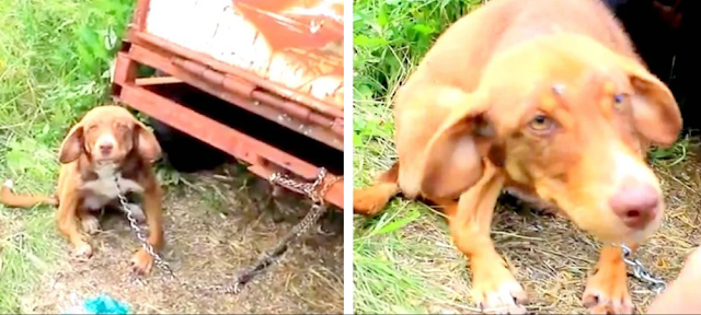 Дюк у грузовика