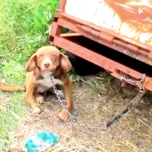 Дюк до спасения