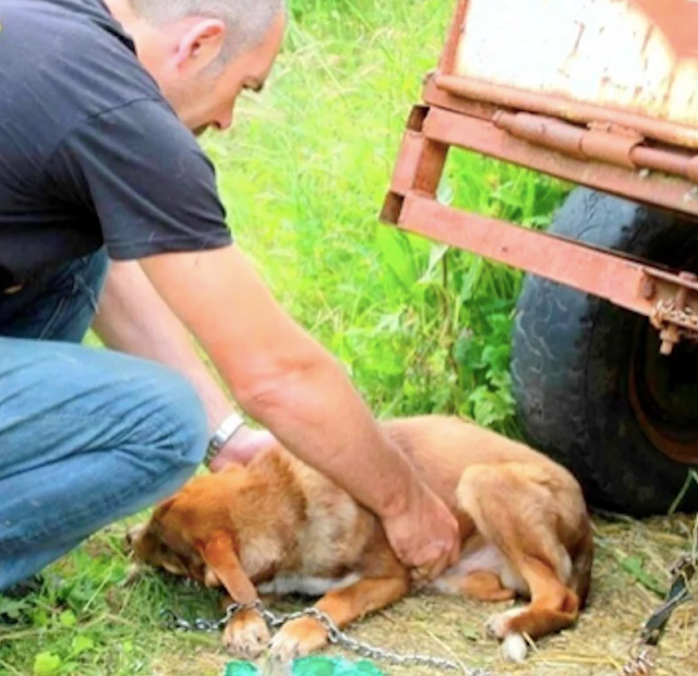 Дюк после восстановления