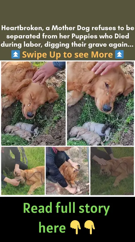 История собаки